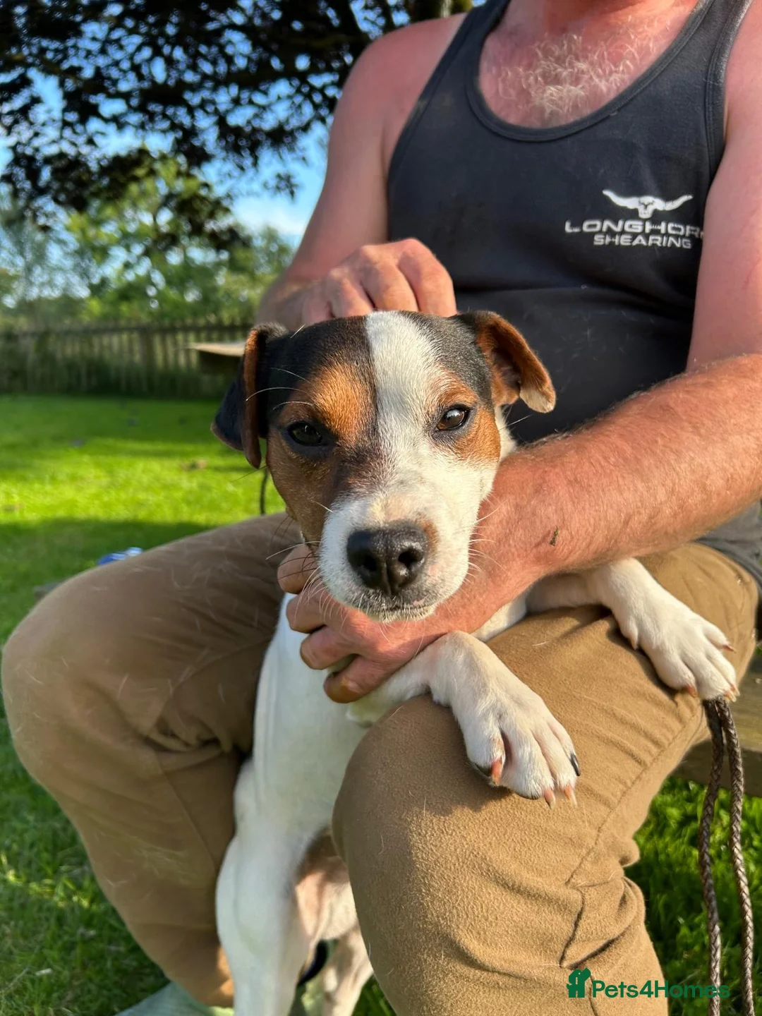Jack Russell dogs for sale: Tess & jacks puppies - Advert 2