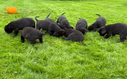 Labrador Retriever dogs for sale: Black Lab Puppies For Sale - Image 5