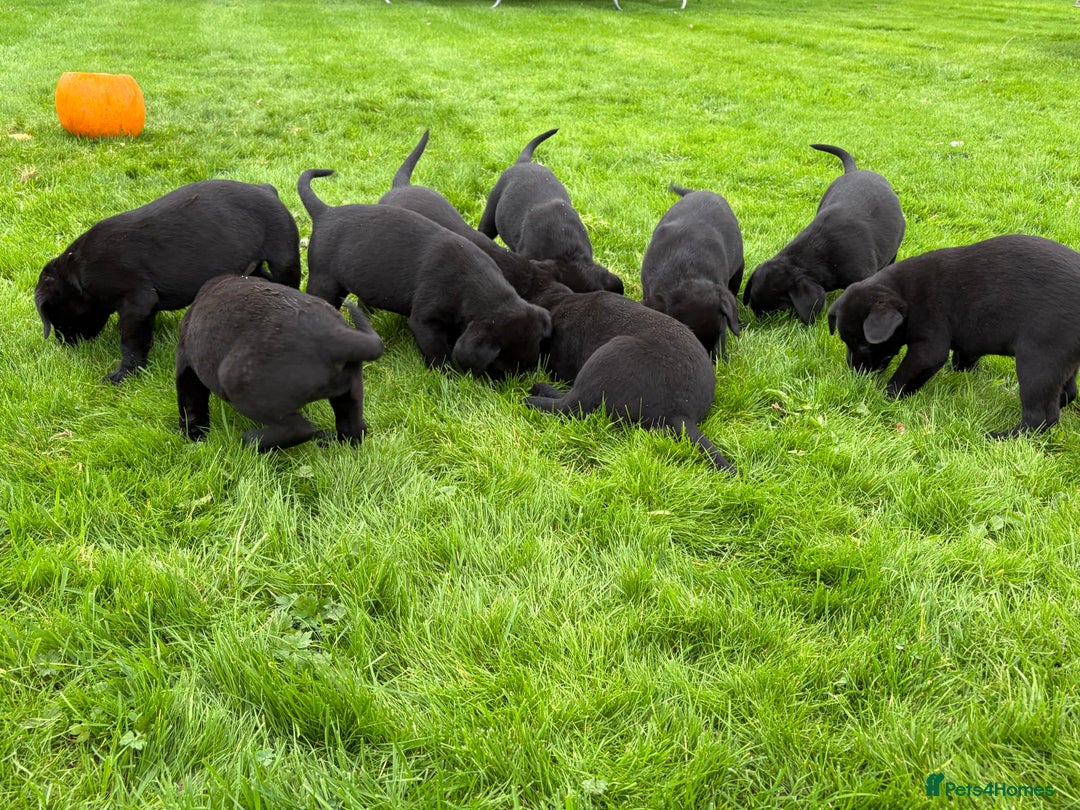 Labrador Retriever dogs for sale: Black Lab Puppies For Sale - Image 5