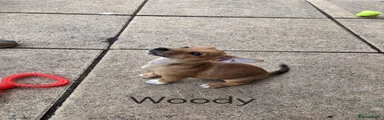 Jack Russell 3