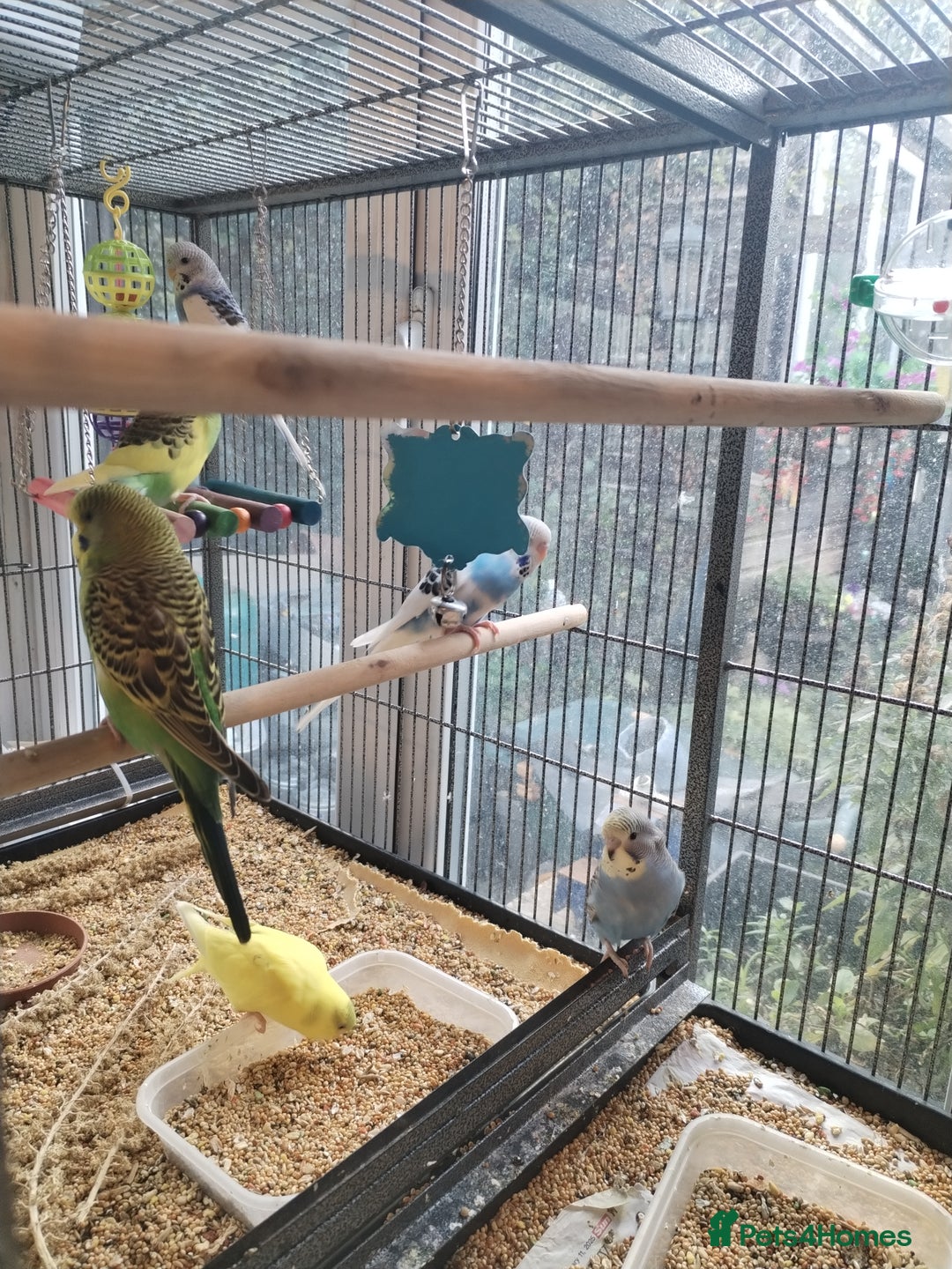 Budgerigars birds for sale: Beautiful baby budgies  - Image 9