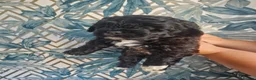 Shihpoo dogs for sale: Beautiful shih poo puppies for sale - Advert 10