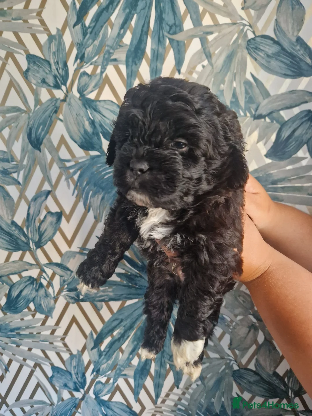 Shihpoo dogs for sale: Beautiful shih poo puppies for sale - Advert 10