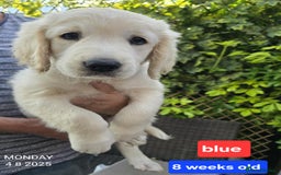 Golden Retriever dogs for sale: * 1 boy left *Golden Retriever Puppies KC Reg .  - Image 13
