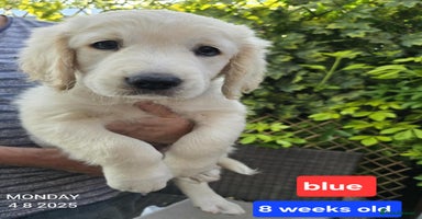 Golden Retriever dogs - Advert 5