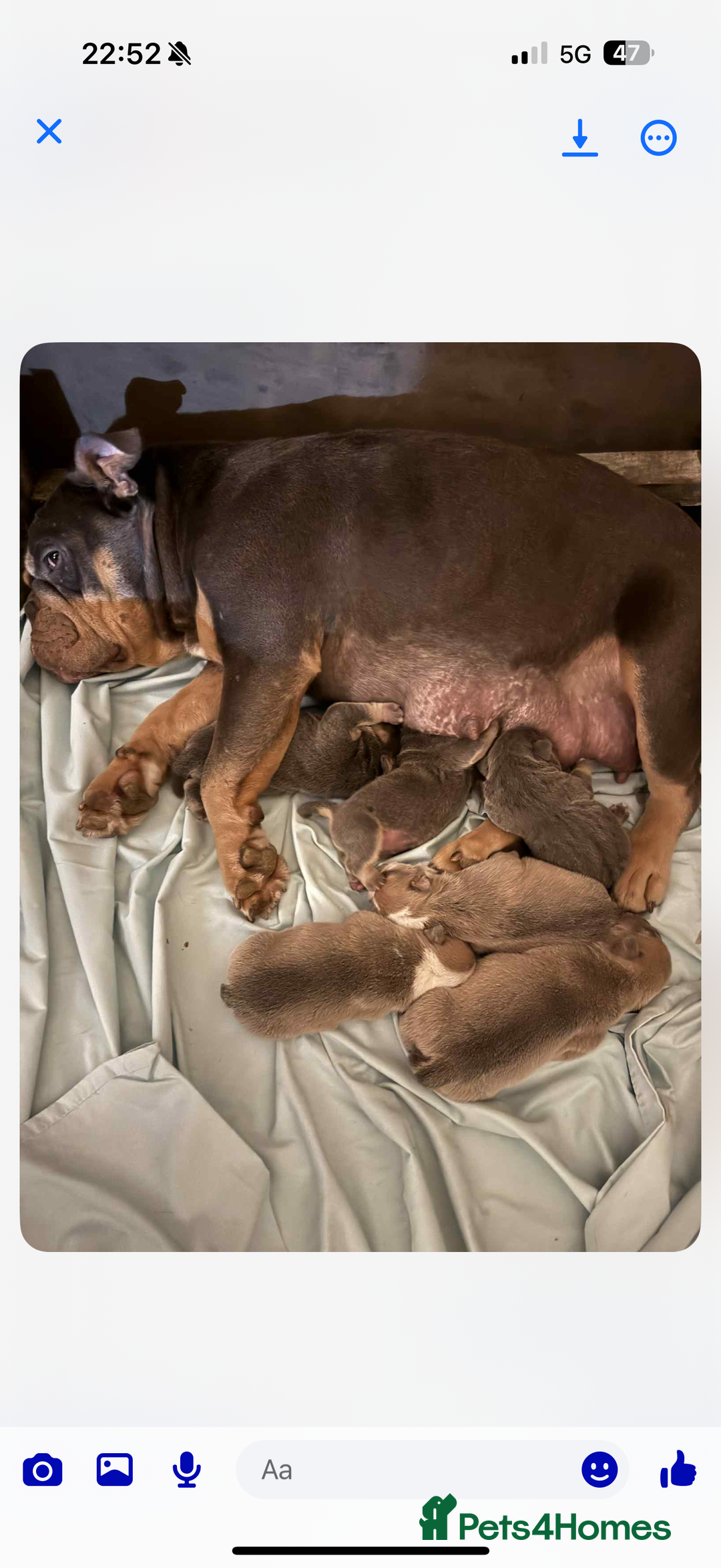 Dorset Olde Tyme Bulldogge dogs for sale: Victorian bulldogs - Advert 3