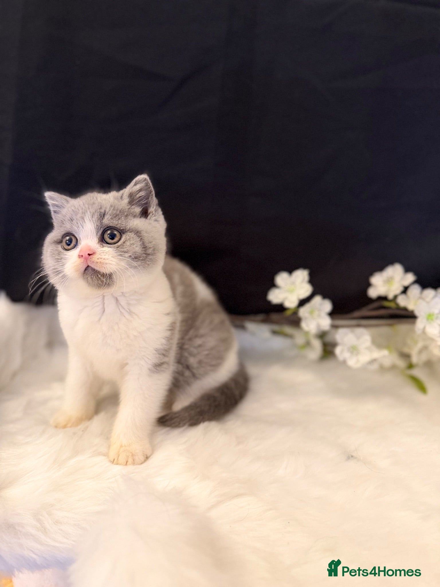 British Shorthair cats Full Pedigree Registered Breeder BSH Kittens  - Advert 11