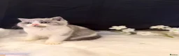 British Shorthair cats for sale: Full Pedigree Registered Breeder BSH Kittens  - Advert 29