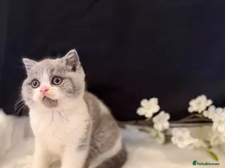 British Shorthair cats Full Pedigree Registered Breeder BSH Kittens - Advert 1