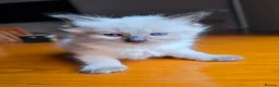 Ragdoll cats for sale: Beautiful Ragdoll Kittens Ready From 11th August - Advert 16