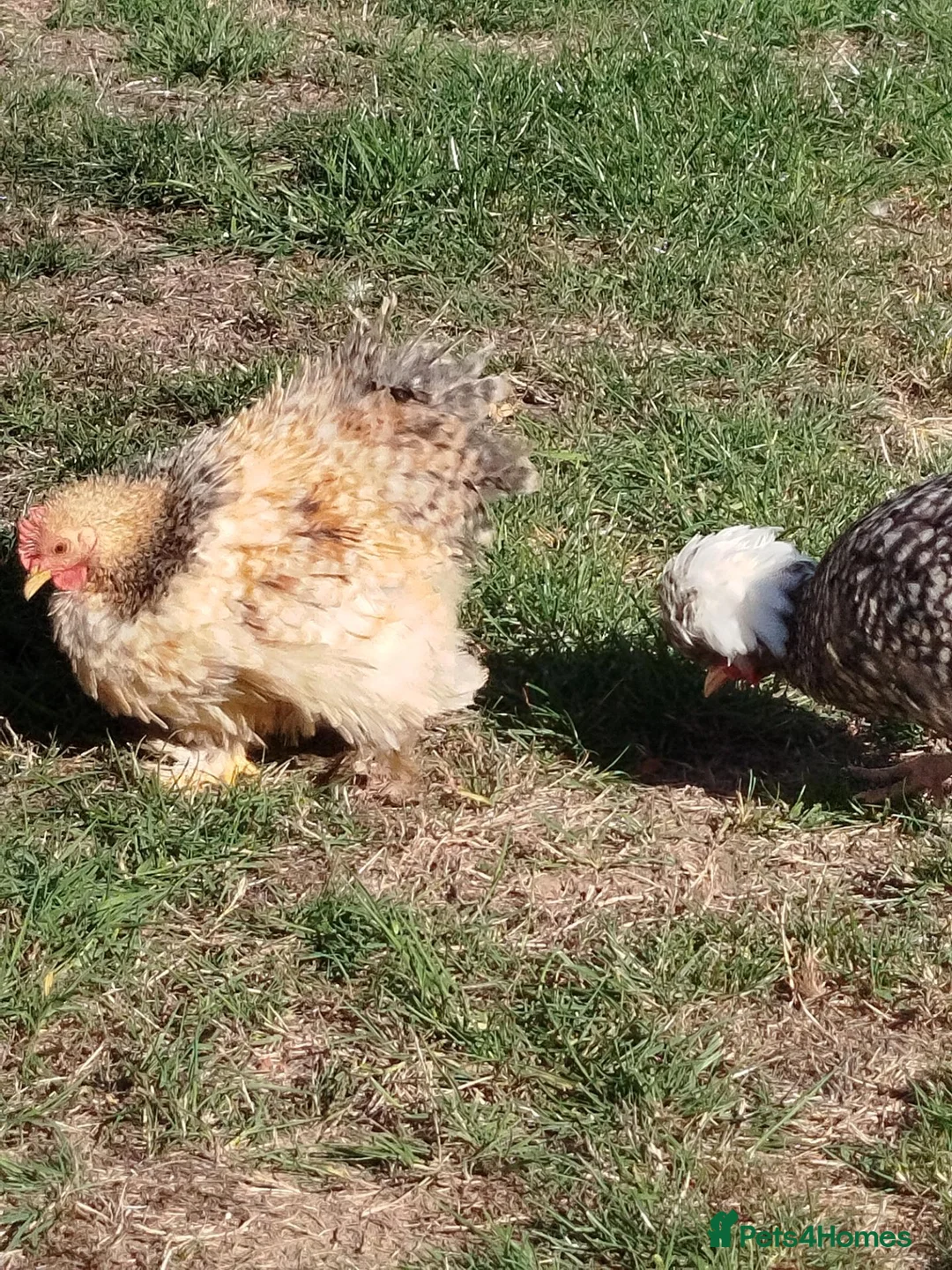 Chickens poultry for sale: Pekin frizzle, polish,silkie cockerels - Advert 6