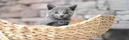 Russian Blue cats for sale: Pure Russian Blue kittens for sale 💙  - Advert 7