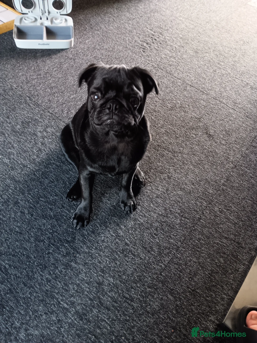 Pug dogs for sale: Black pug  in Derby - Advert 9