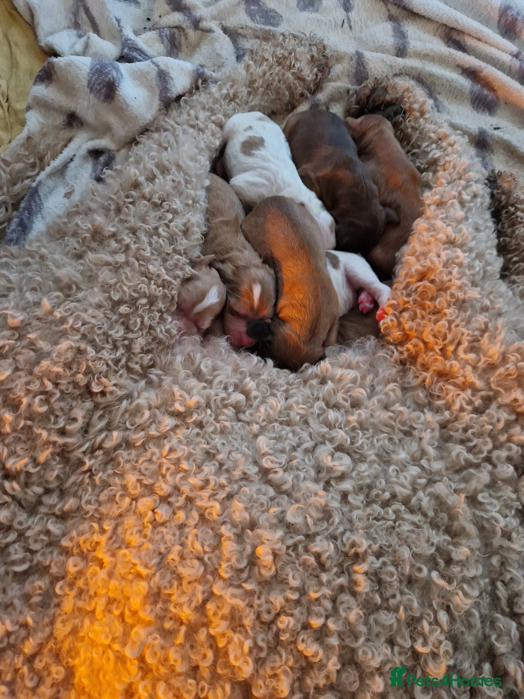 Cockapoo dogs for sale: Cockerpoo puppies F1 stunning colours - Image 1