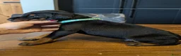 Dobermann dogs for sale: doberman puppies - ready this week 🐾 - Advert 24
