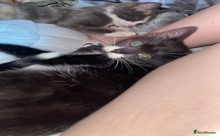 Domestic Shorthair cats - Advert 1