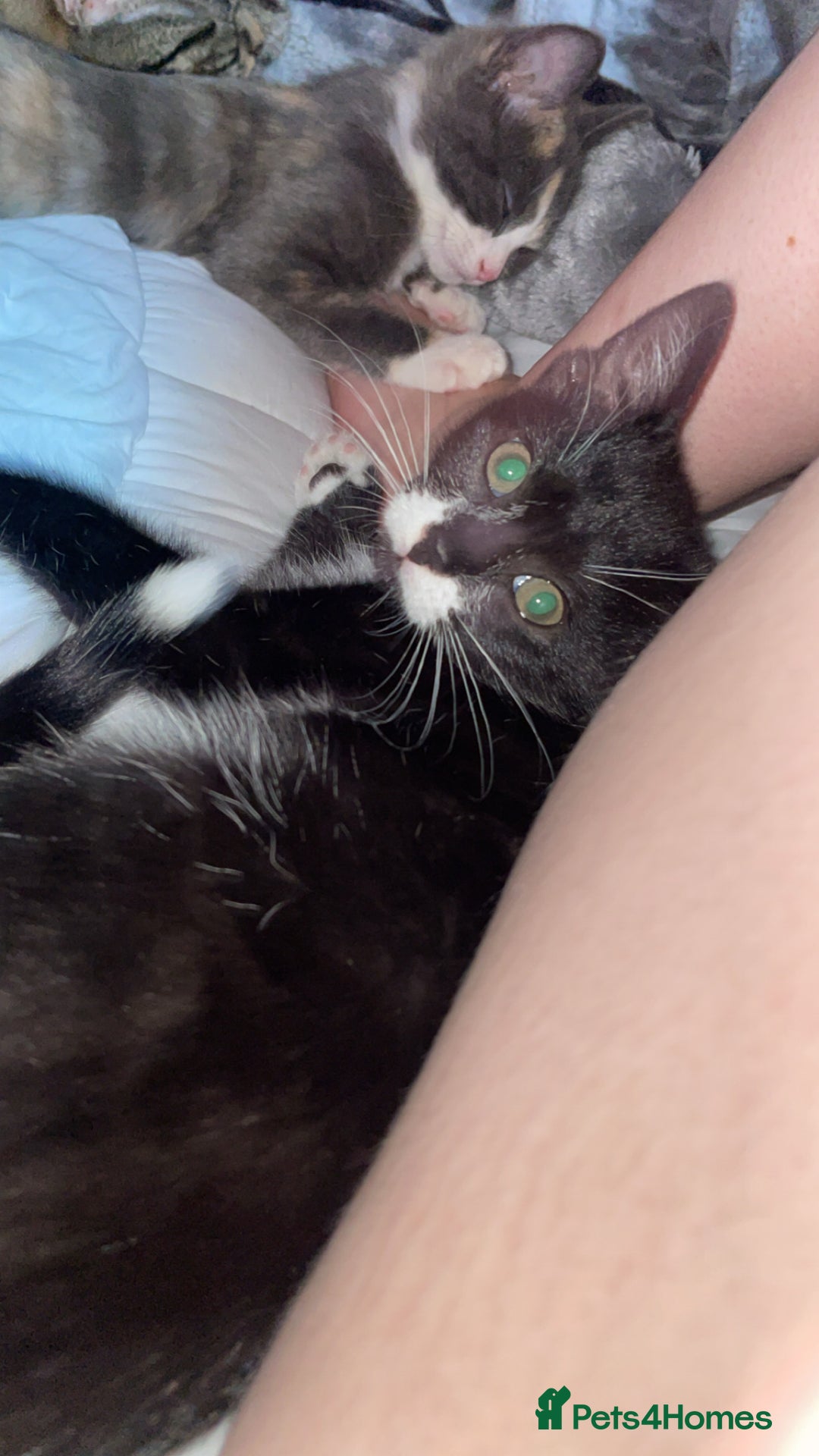 Domestic Shorthair cats for sale: Smudge - Image 1