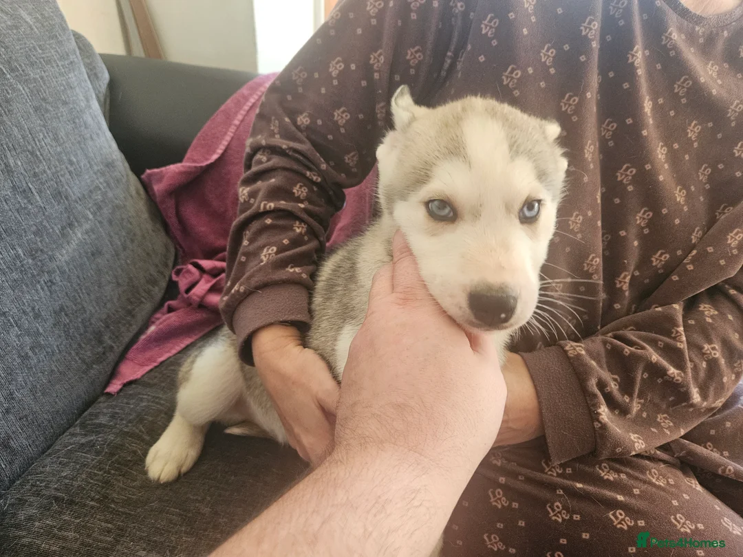 Siberian Husky dogs for sale: Male 1 - Advert 6