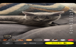 British Shorthair cats for sale: Milo 🤍🩵 - Image 2