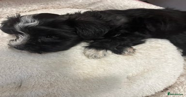 Mixed Breed dogs - Advert 5