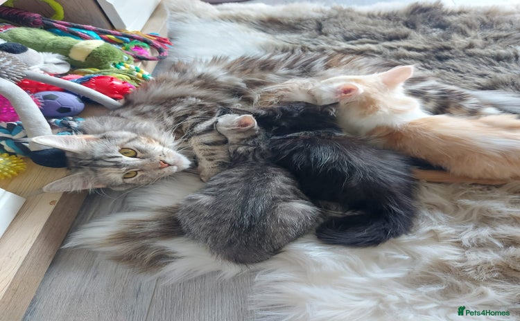 Maine Coon cats - Advert 1