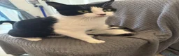 Mixed Breed cats for sale: 3 little kittens looking for a new home - Advert 10