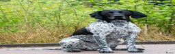 German Shorthaired Pointer dogs for stud: PROVEN German Shorthaired Pointer for stud - Advert 1