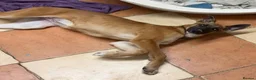 Mixed Breed dogs for sale: Saluki x German shepherd lurcher puppy  - Advert 4