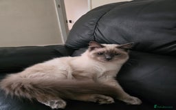 Ragdoll cats for sale: Two Beautiful Ragdoll Male ready for a new home - Image 1