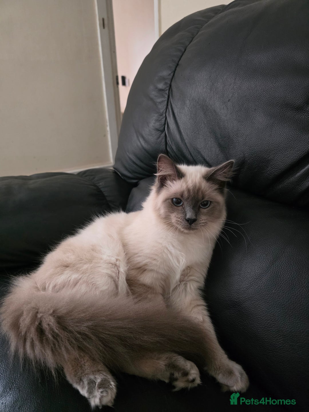 Ragdoll cats for sale: Two Beautiful Ragdoll Male ready for a new home - Image 1