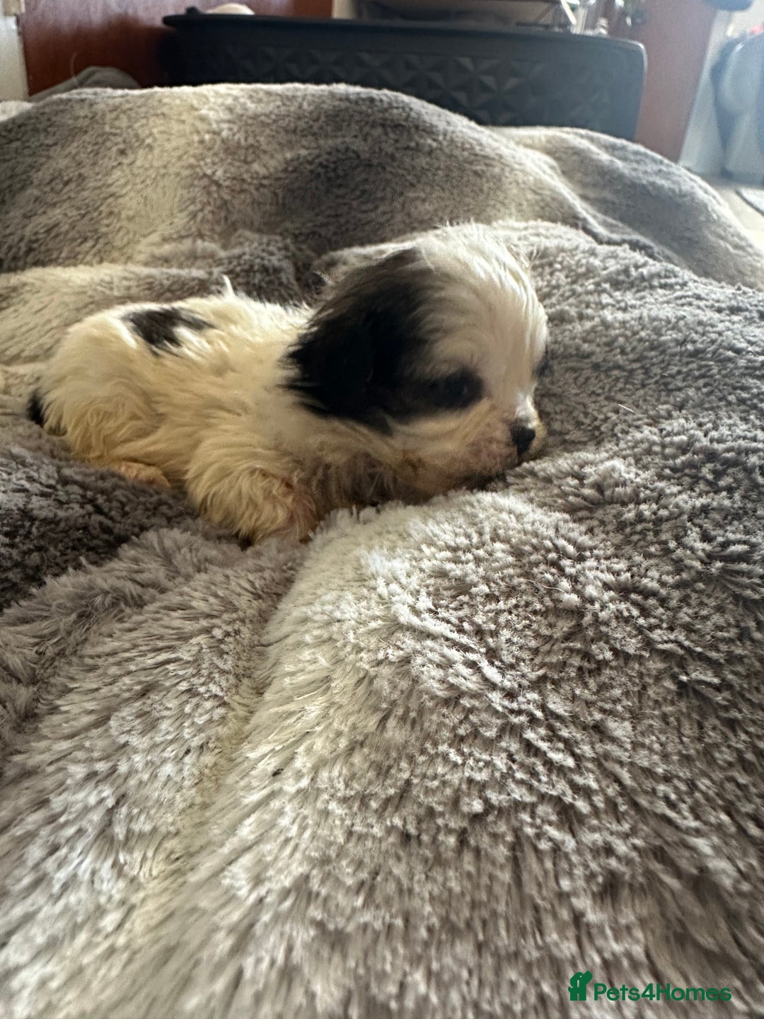 Shihpoo dogs for sale: Beautiful shihpoo puppies for sale - Advert 16