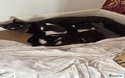 British Shorthair cats for sale: 3 kitty’s  - Image 2