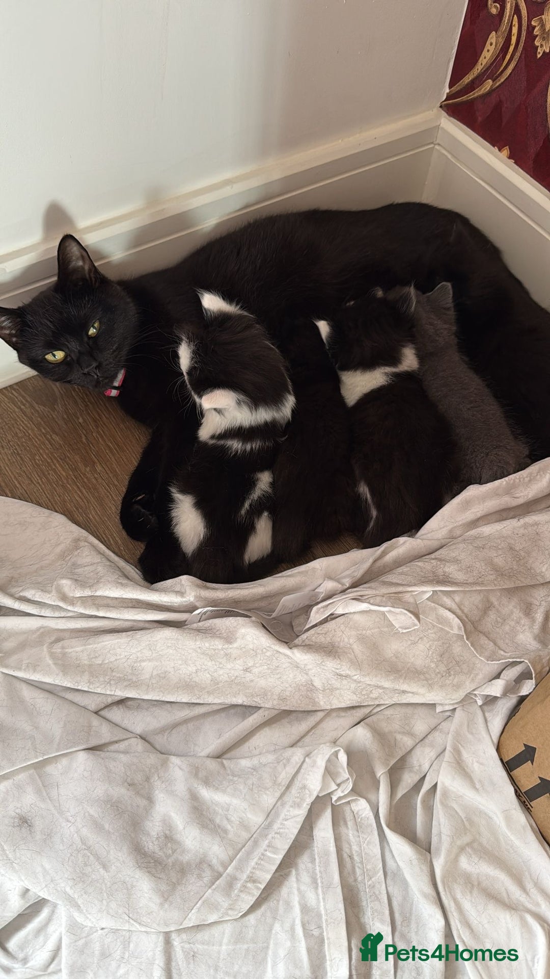 British Shorthair cats for sale: 3 kitty’s  - Image 2
