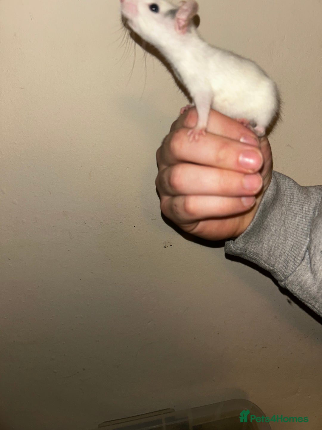 Rat rodents for sale: Fancy/dumbo rats  - Advert 3