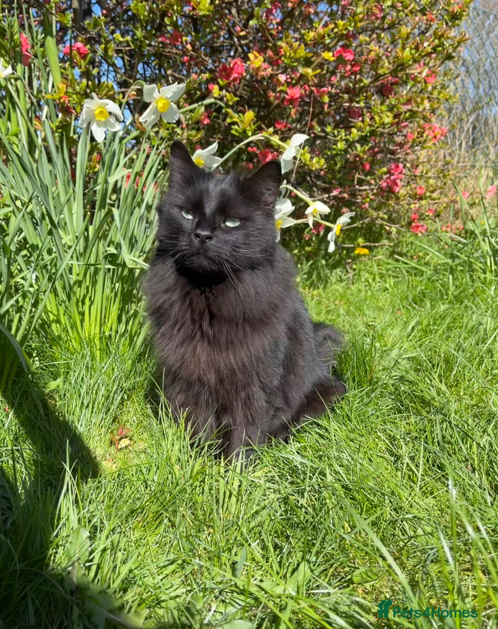Mixed Breed cats Very special cat looking for a rural home - Advert 6