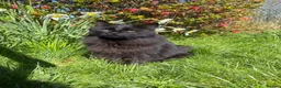 Mixed Breed cats for sale: Very special cat looking for a rural home - Advert 1