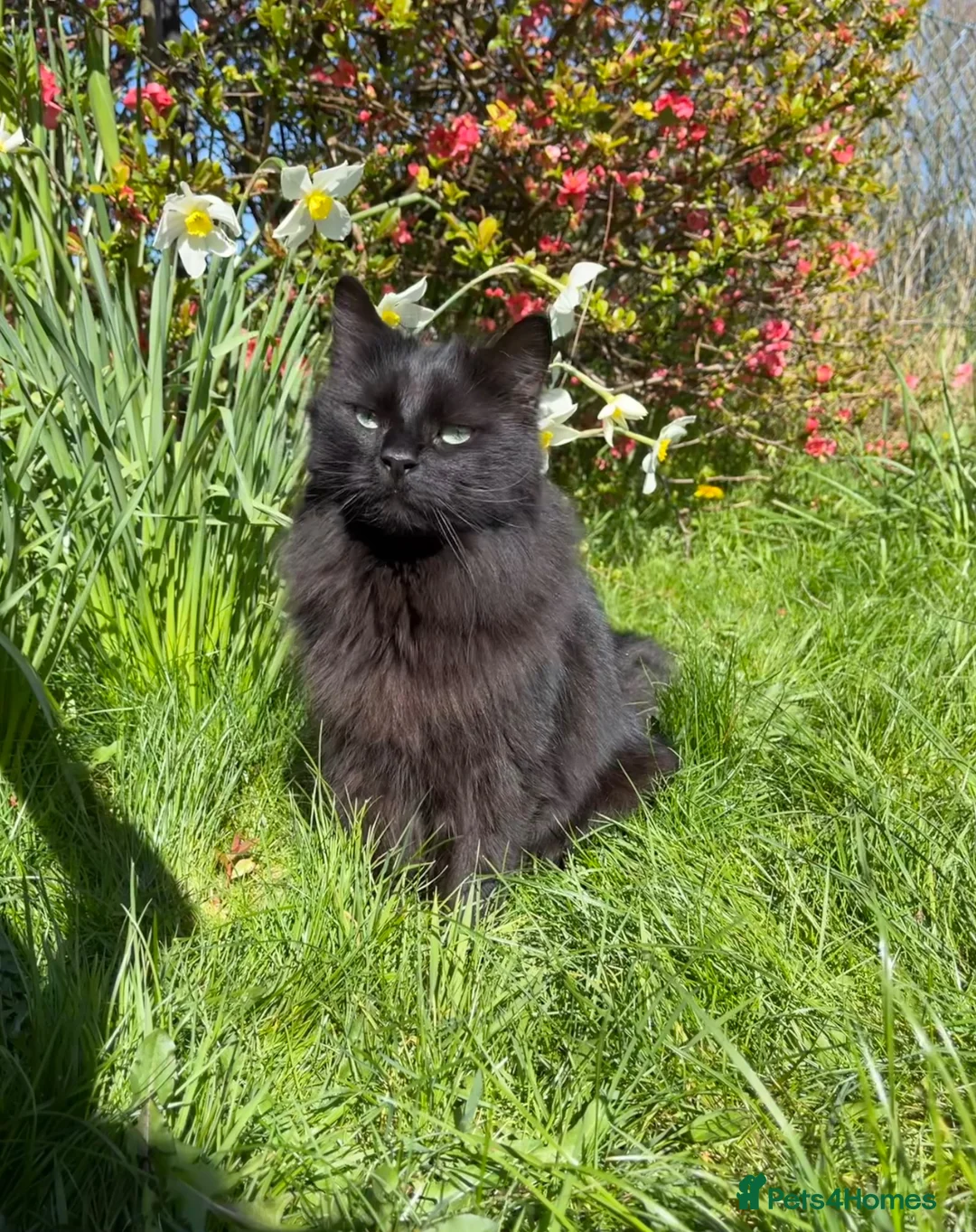 Mixed Breed cats for sale: Very special cat looking for a rural home - Advert 1