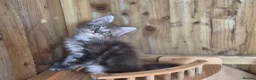 Maine Coon cats for sale: Pure Bred Maine Coon Kittens - Advert 5