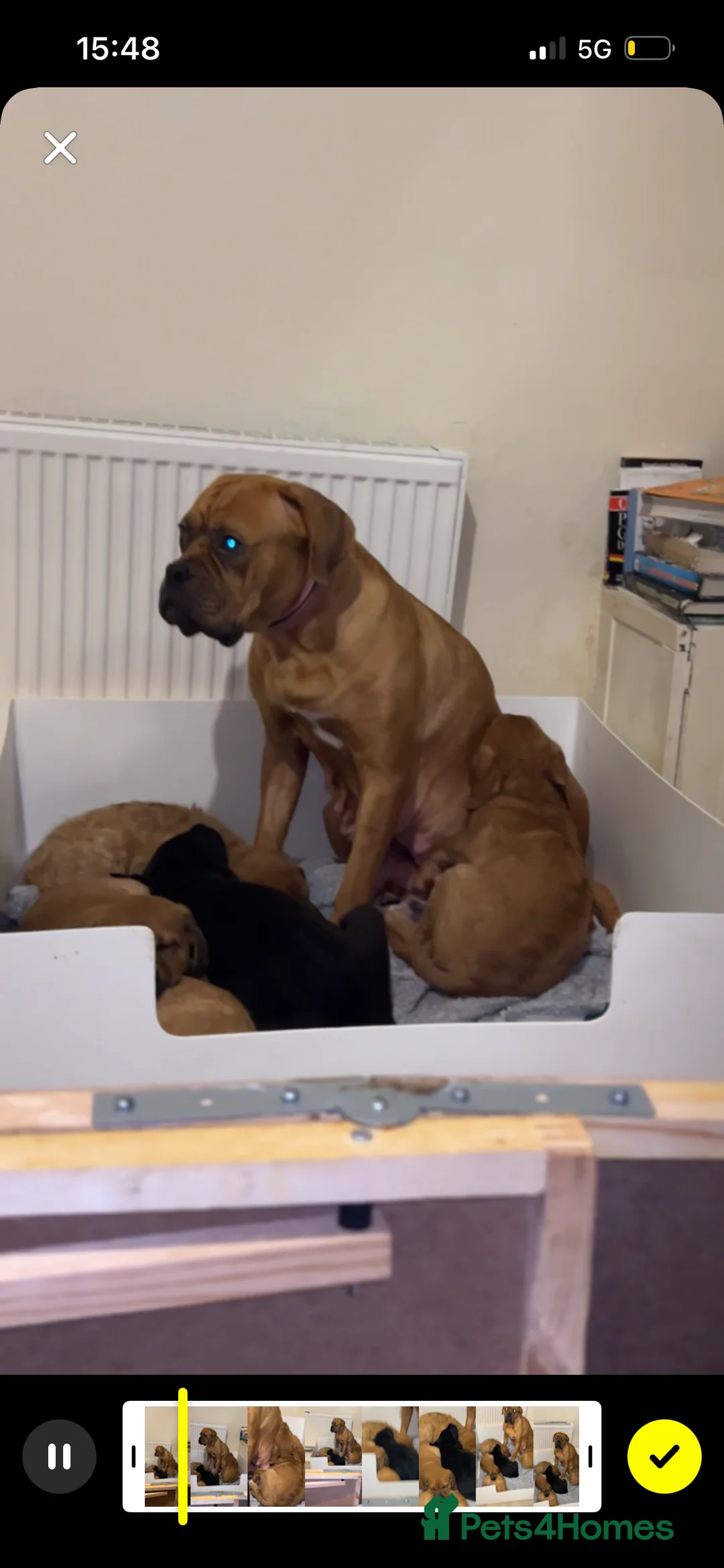Mixed Breed dogs for sale: Dogue de Bordeaux X Borador puppies - Advert 3