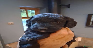 Sproodle dogs - Advert 6