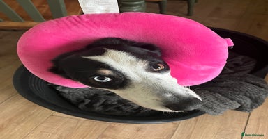 Border Collie dogs - Advert 16