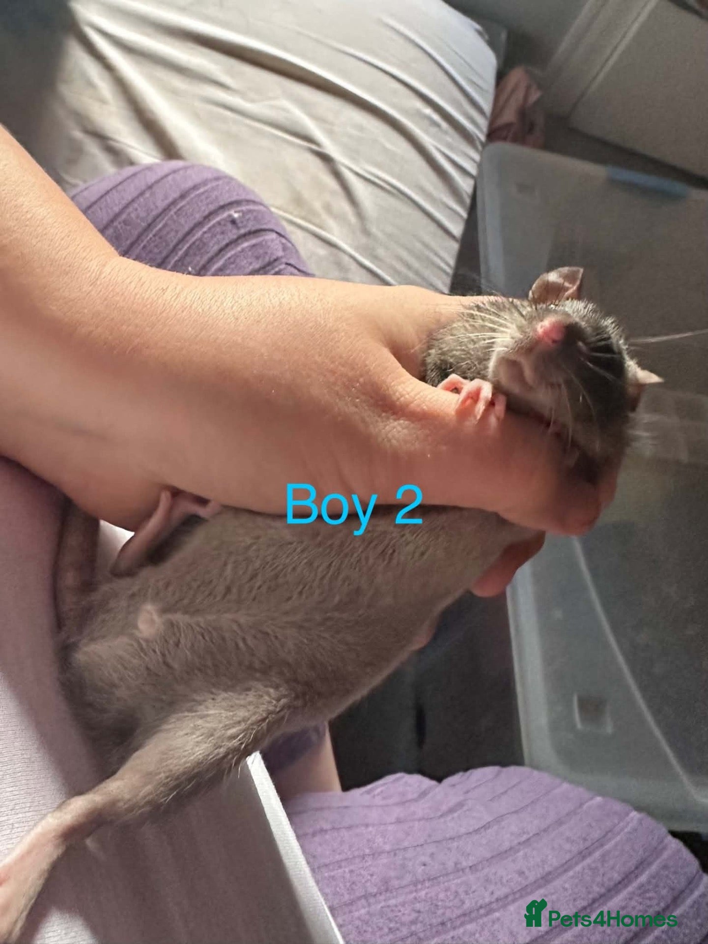 Rat rodents Baby rats for sale - Advert 2