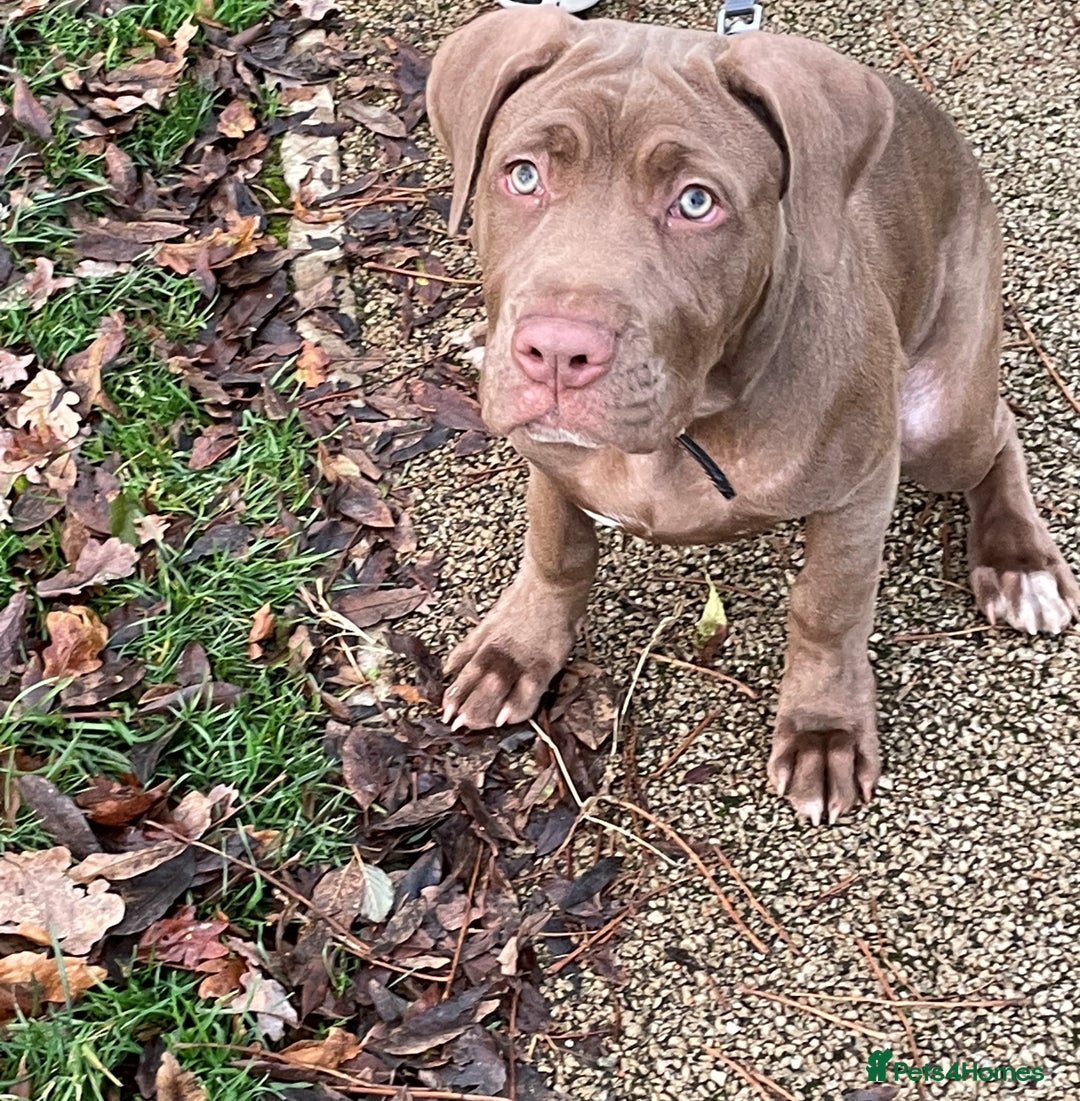 Mastiff dogs for sale: Beautiful Family Mastiff for sale - Advert 5