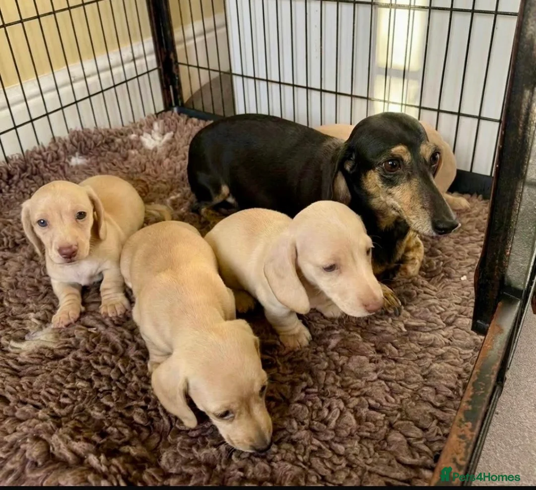 Miniature Dachshund dogs for sale: Stunning cream miniature smooth haired dachshunds  - Advert 2