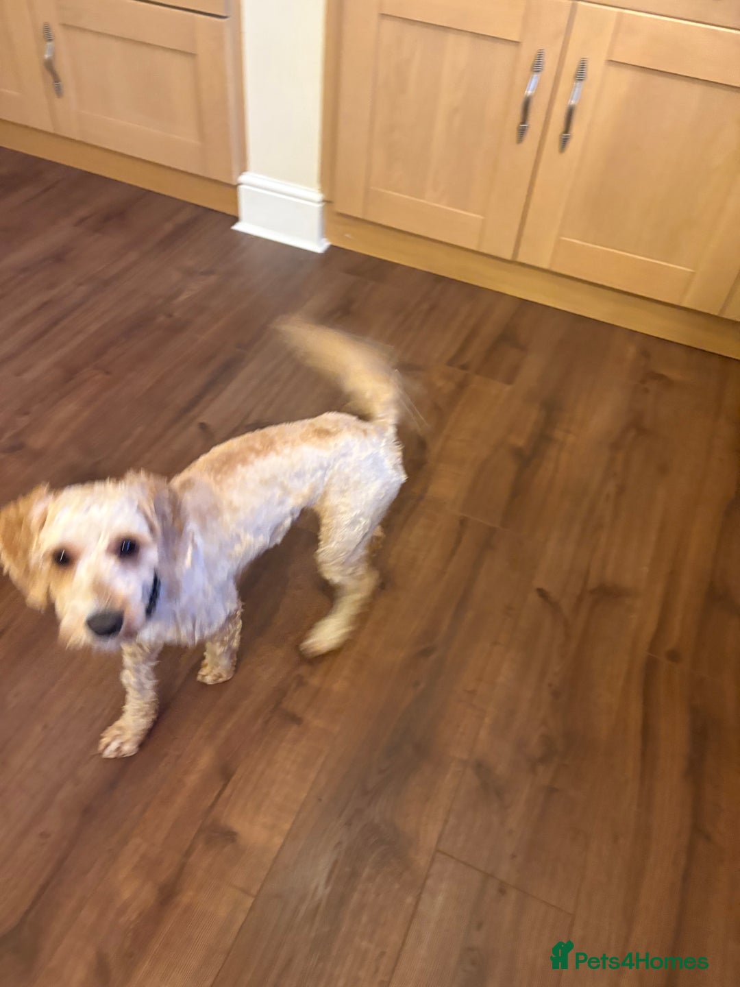 Cockapoo dogs for sale: Male cockapoo 9 months old  - Advert 4