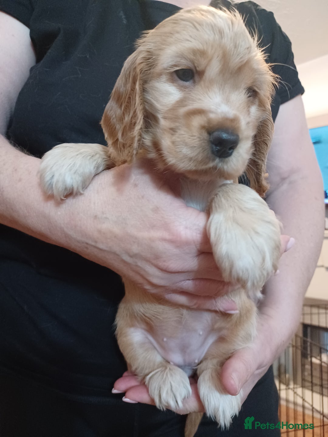Cocker Spaniel dogs for sale: Golden KC Registered English Show Cocker Spaniels - Advert 16