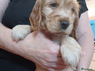 Cocker Spaniel dogs Golden KC Reg English Female Show Cocker Spaniel - Advert 3