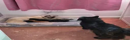 Mixed Breed cats for sale: Kittens  - Advert 3