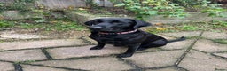 Labrador Retriever dogs for sale: Fully Health Tested Outstanding KC Reg Puppies - Advert 25