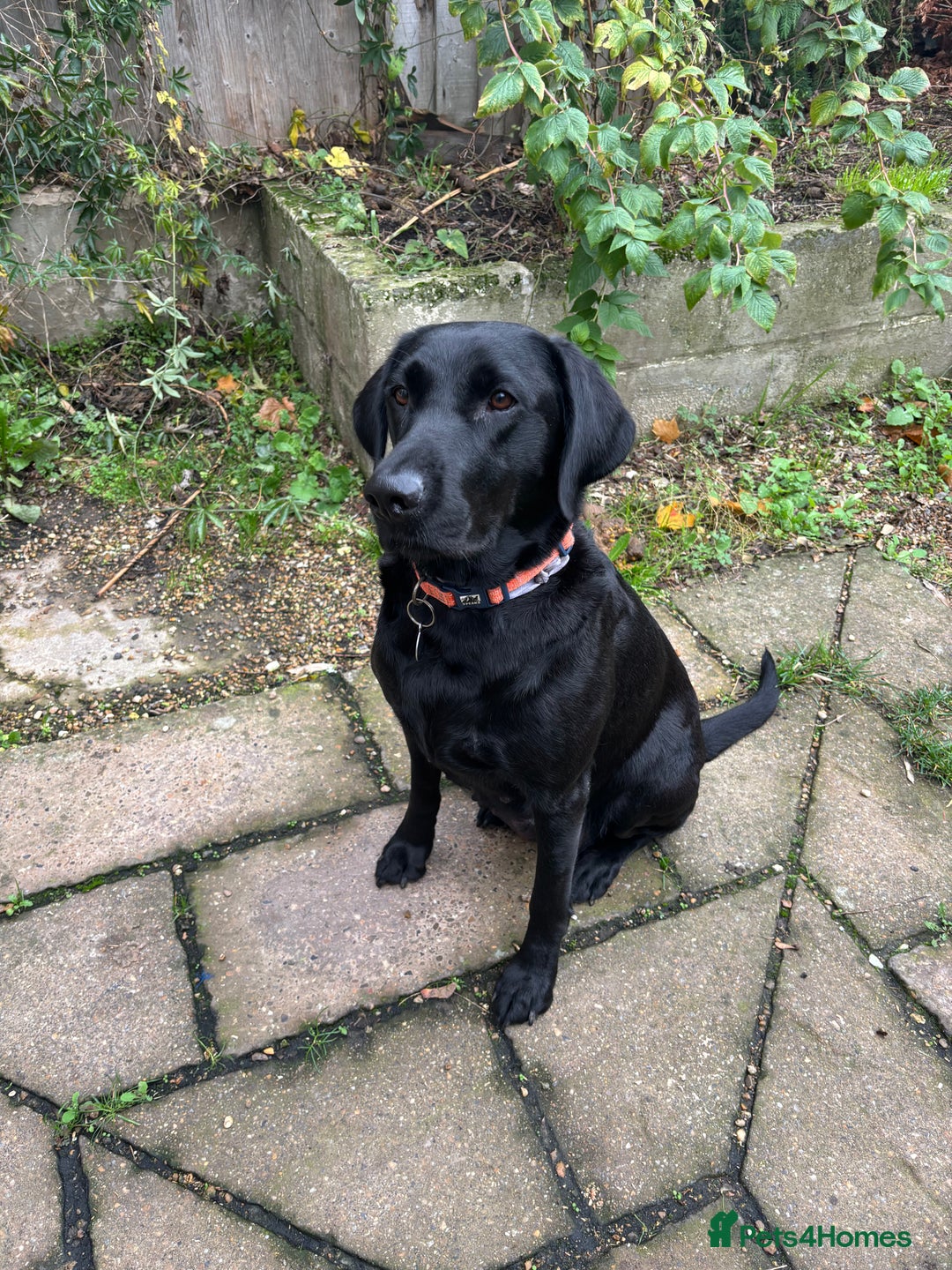 Labrador Retriever dogs for sale: Fully Health Tested Outstanding KC Reg Puppies - Advert 25